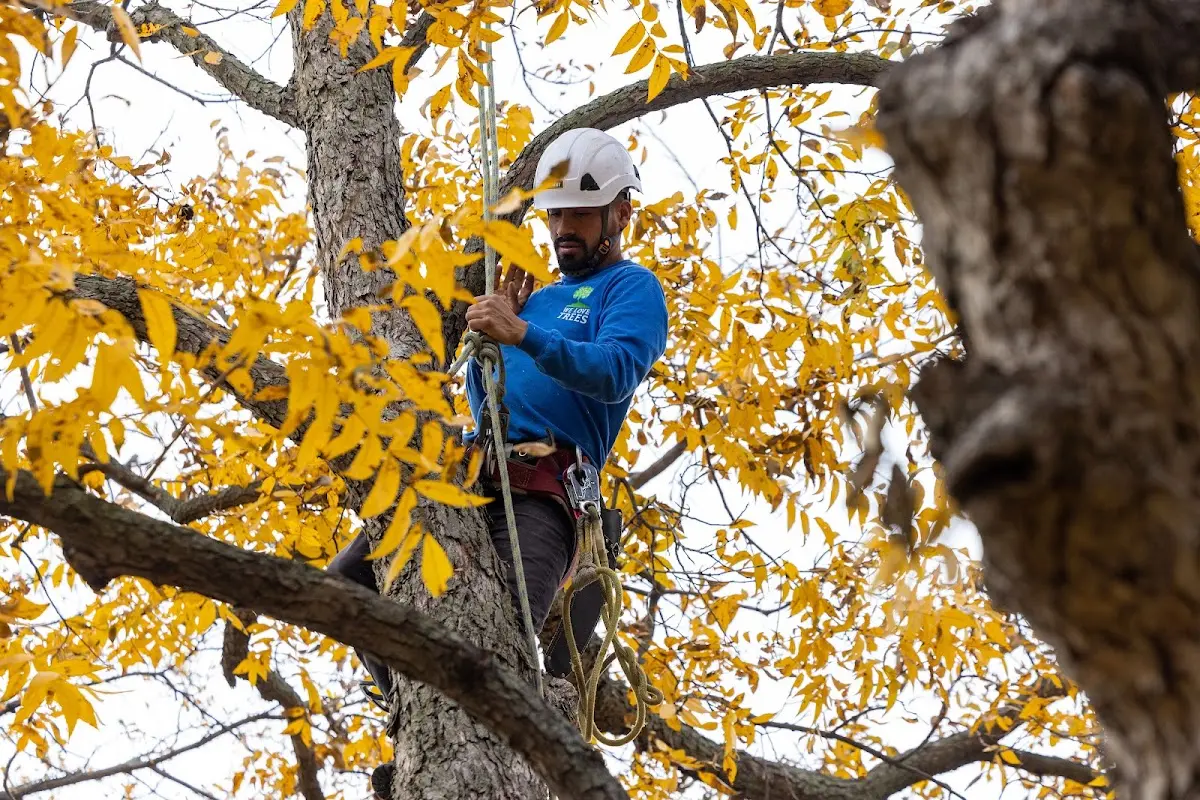 Skilled Tree Transplanting crew working in Lake Placid